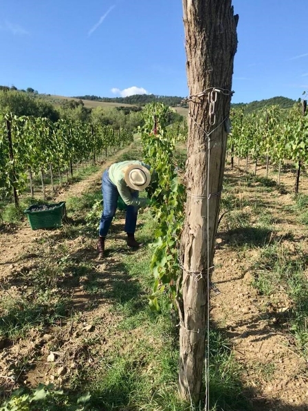 Vendemmia Pozzarello Toscana
