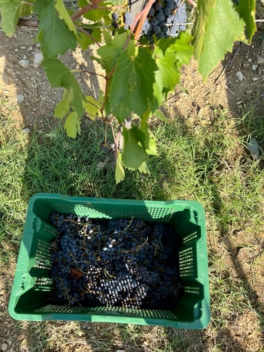 Vendemmia Pozzarello Toscana