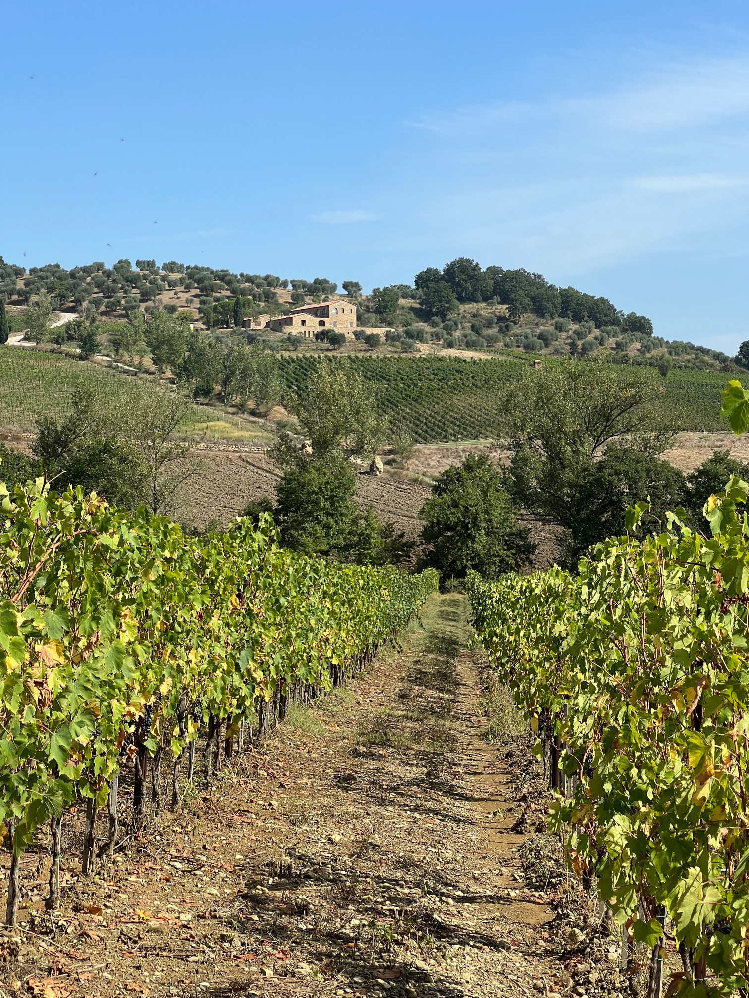 Vigneti Pozzarello