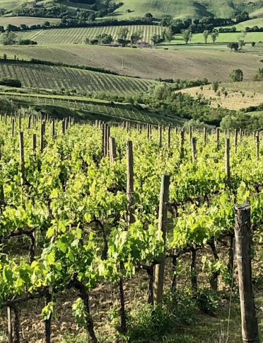 vigna