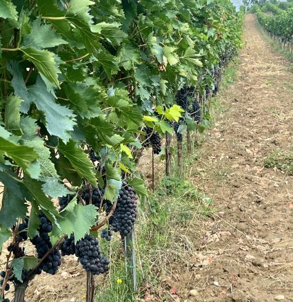 Vigneti Pozzarello
